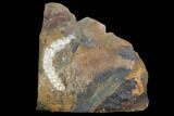 Paleocene Fossil Flower Stamen (Palaeocarpinus) - North Dakota #97925-1
